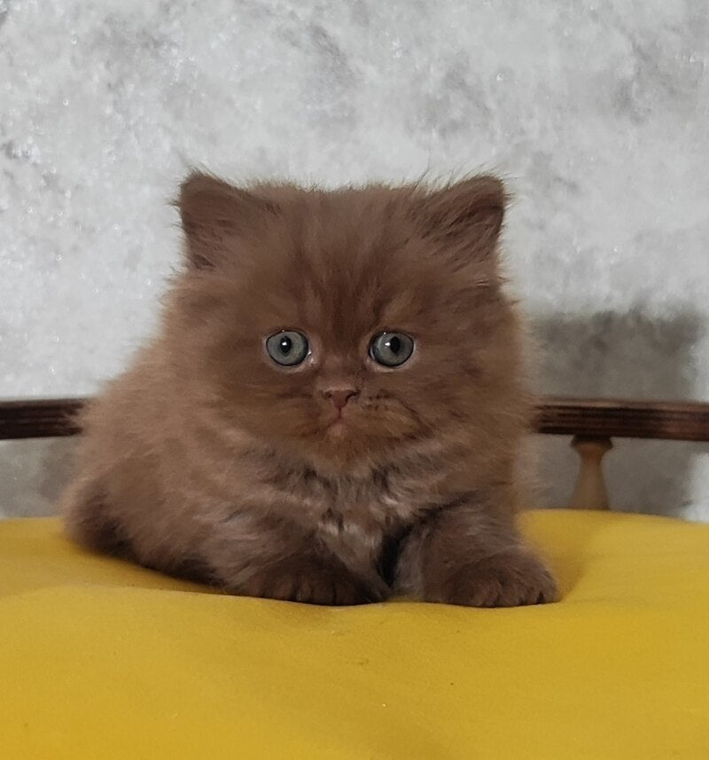 Urban British Longhair male cinnamon - live animals