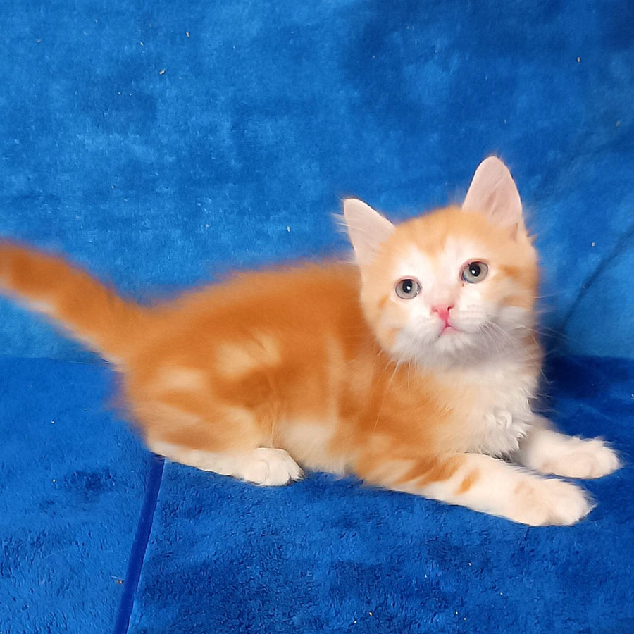 Elizabet Siberian female, red tabby with white