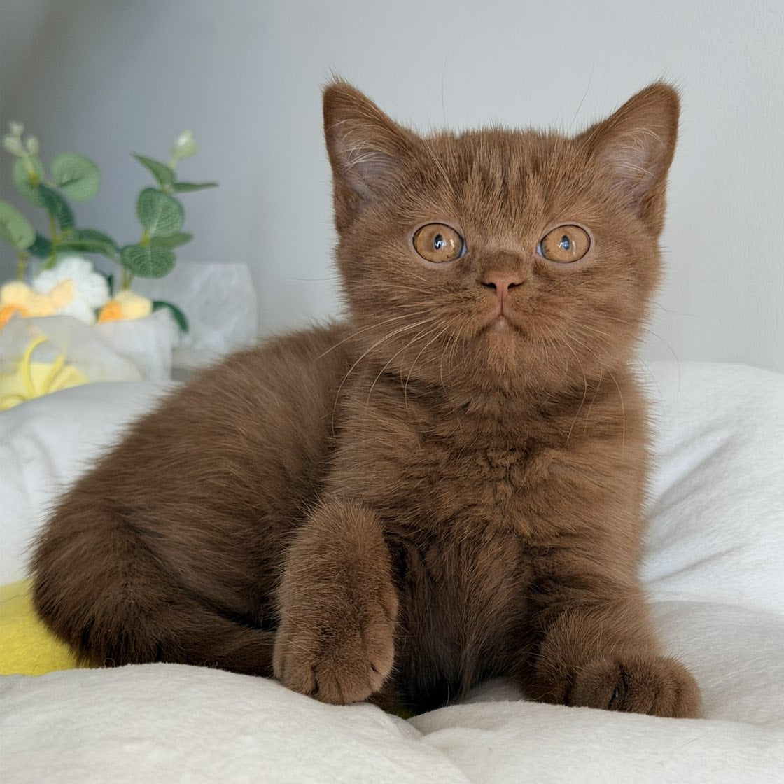 Sophie British Shorthair female, cinnamon