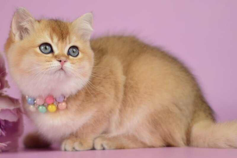Vesta British Shorthair female black golden shaded - live animals