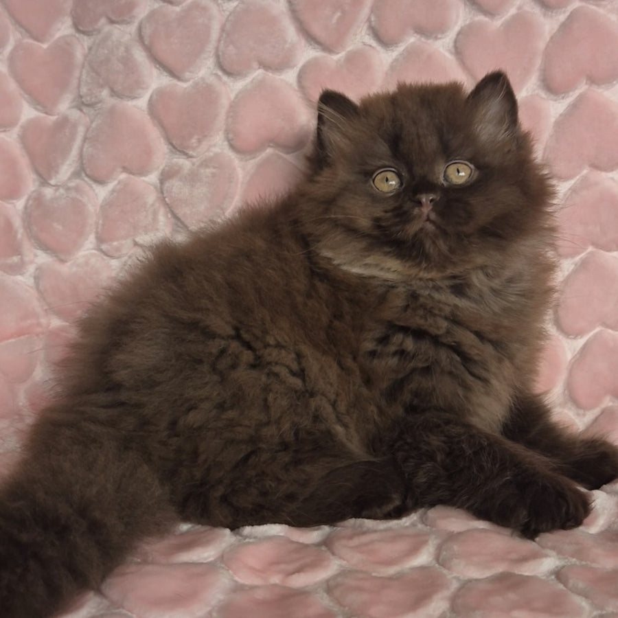 David British Longhair male, chocolate