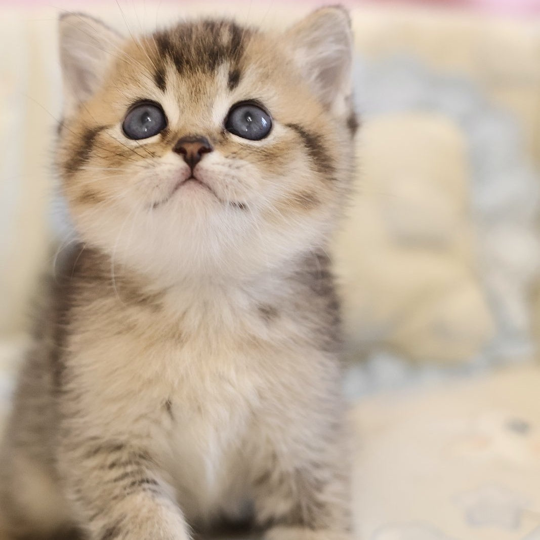 Edmond Scottish Straight male, black golden ticked tabby
