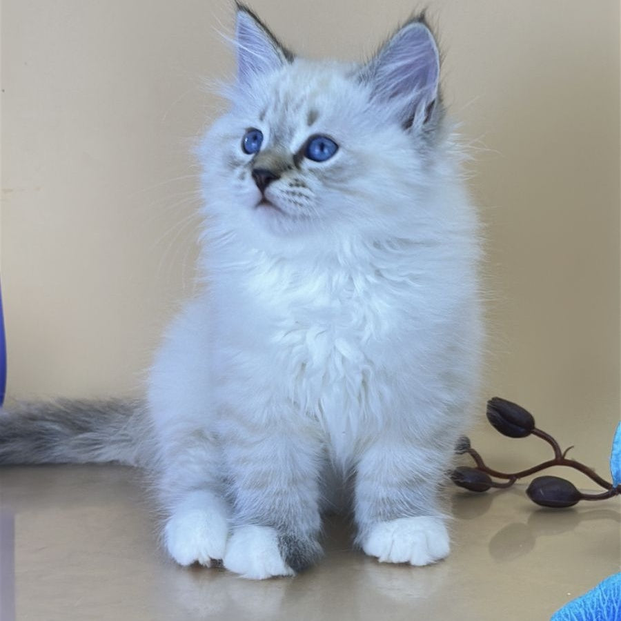 Arctic Siberian male, seal tabby pointed with white