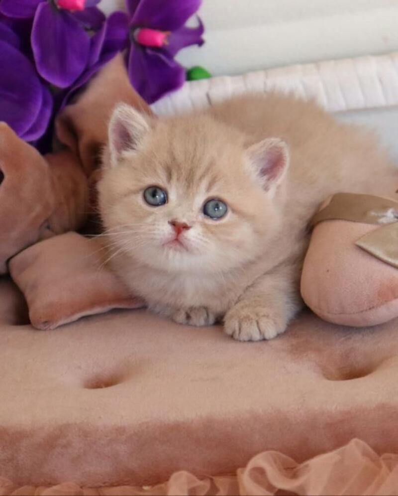 Bella British Shorthair female lilac golden shaded - live animals