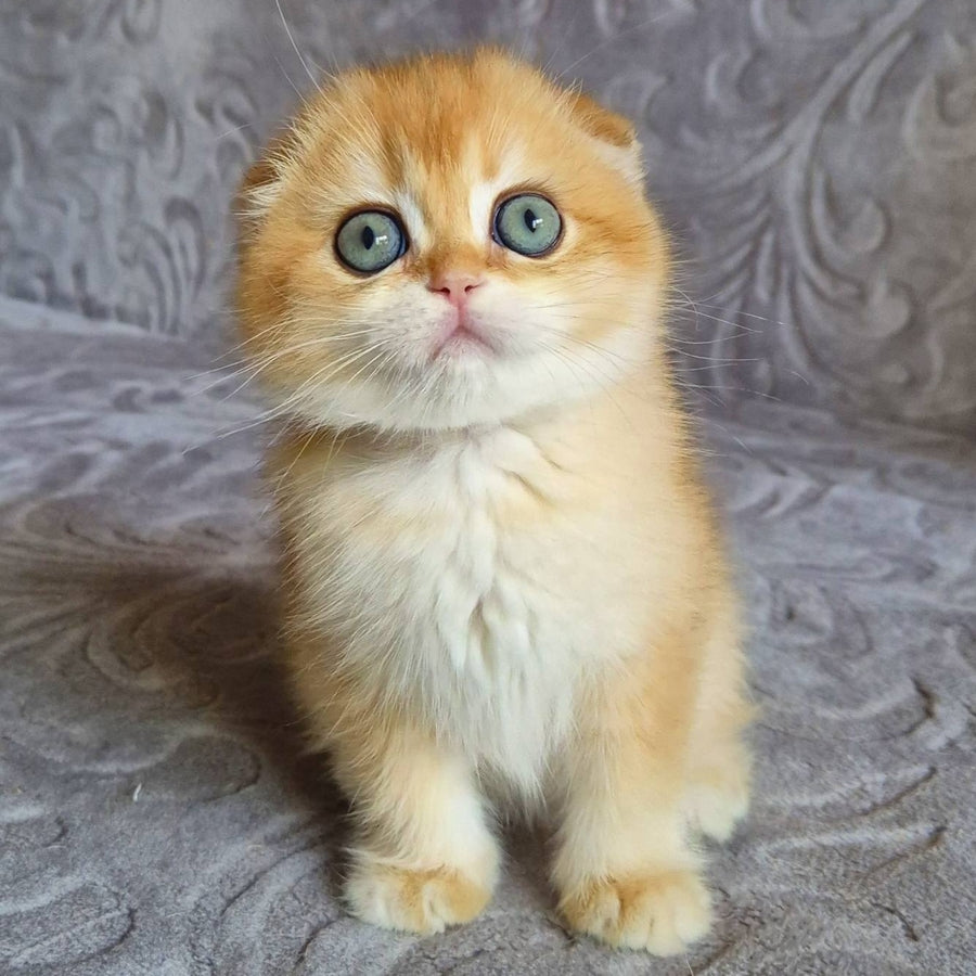 Leyla Scottish Fold female, black golden chinchilla