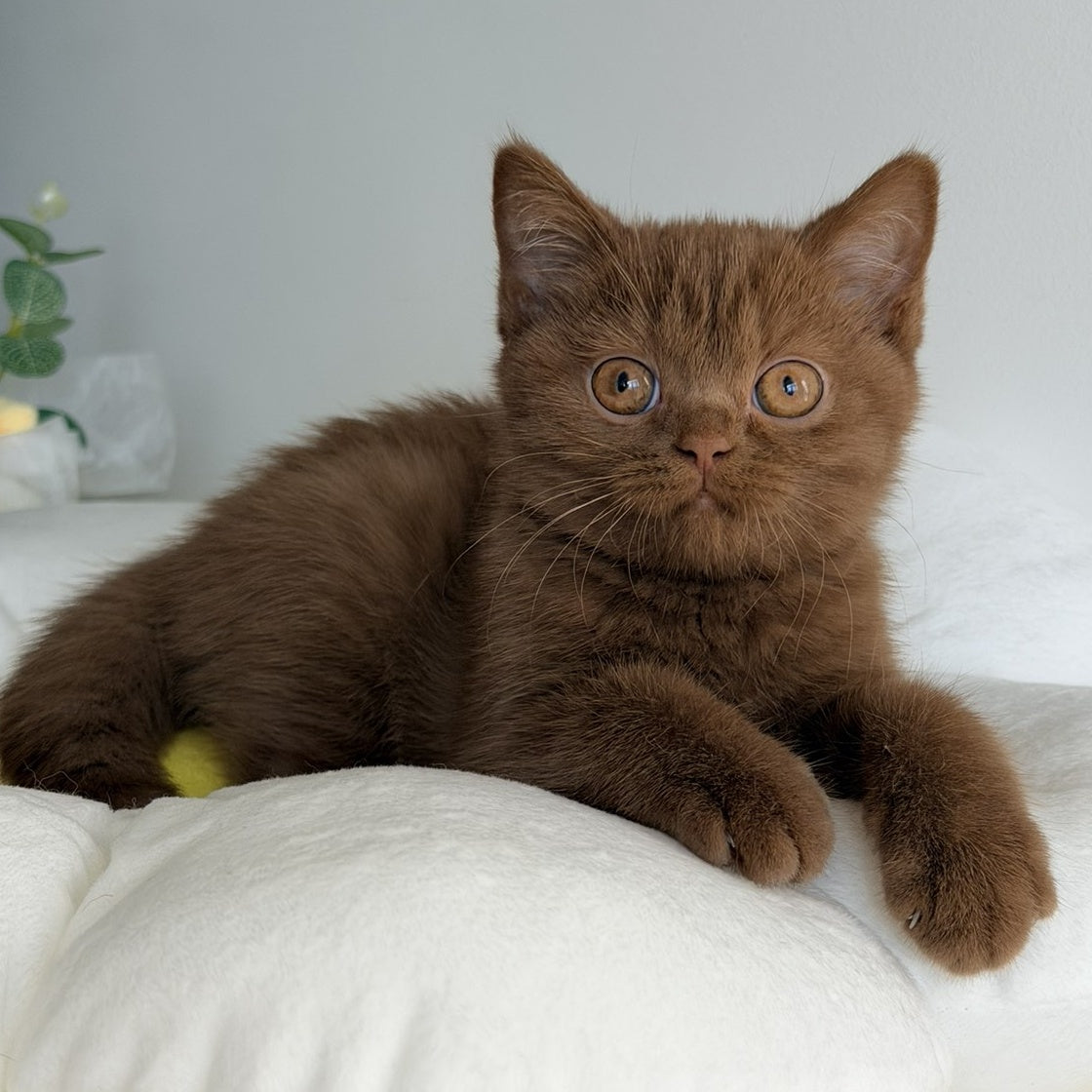 Sophie British Shorthair female, cinnamon