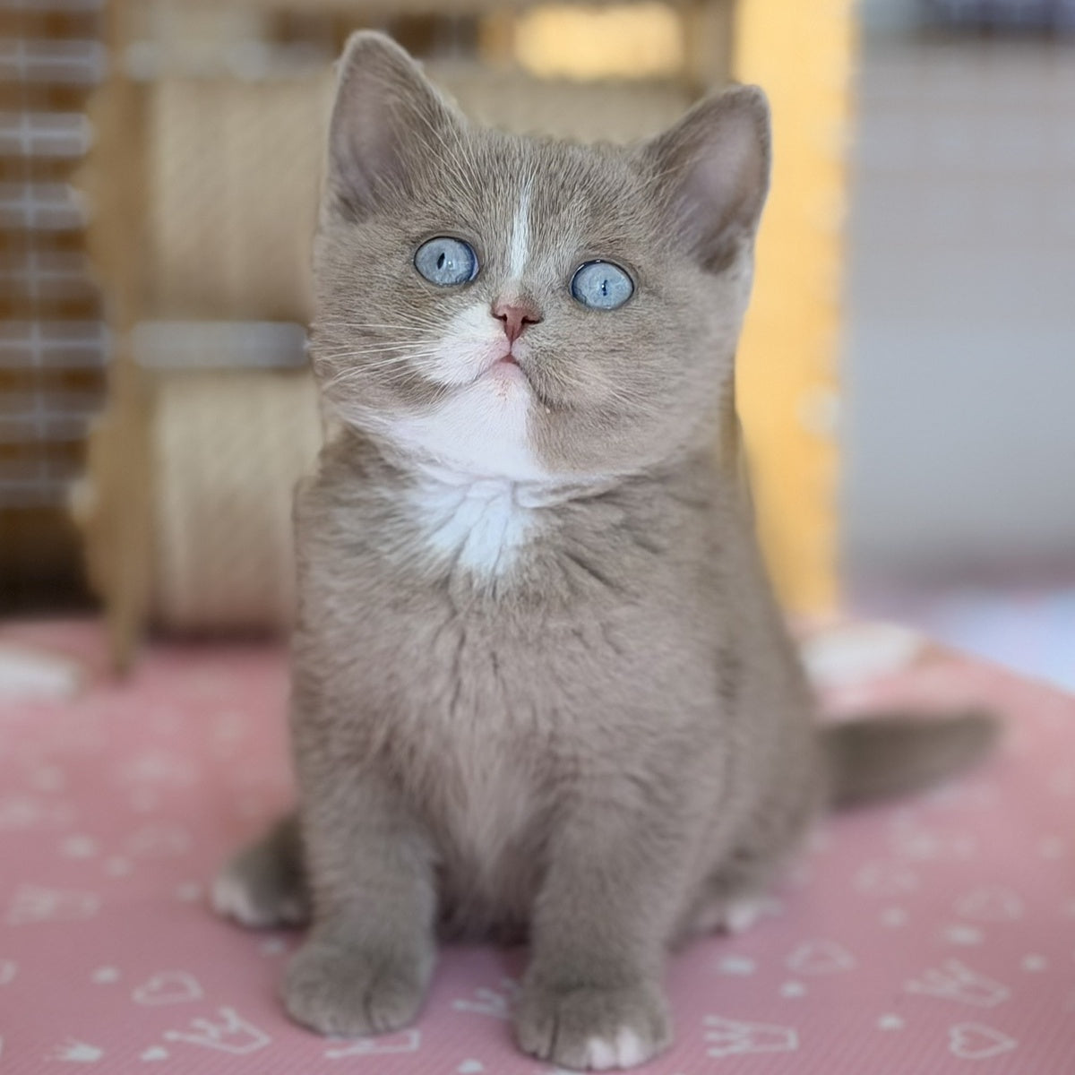 Solena British Shorthair female, lilac with white