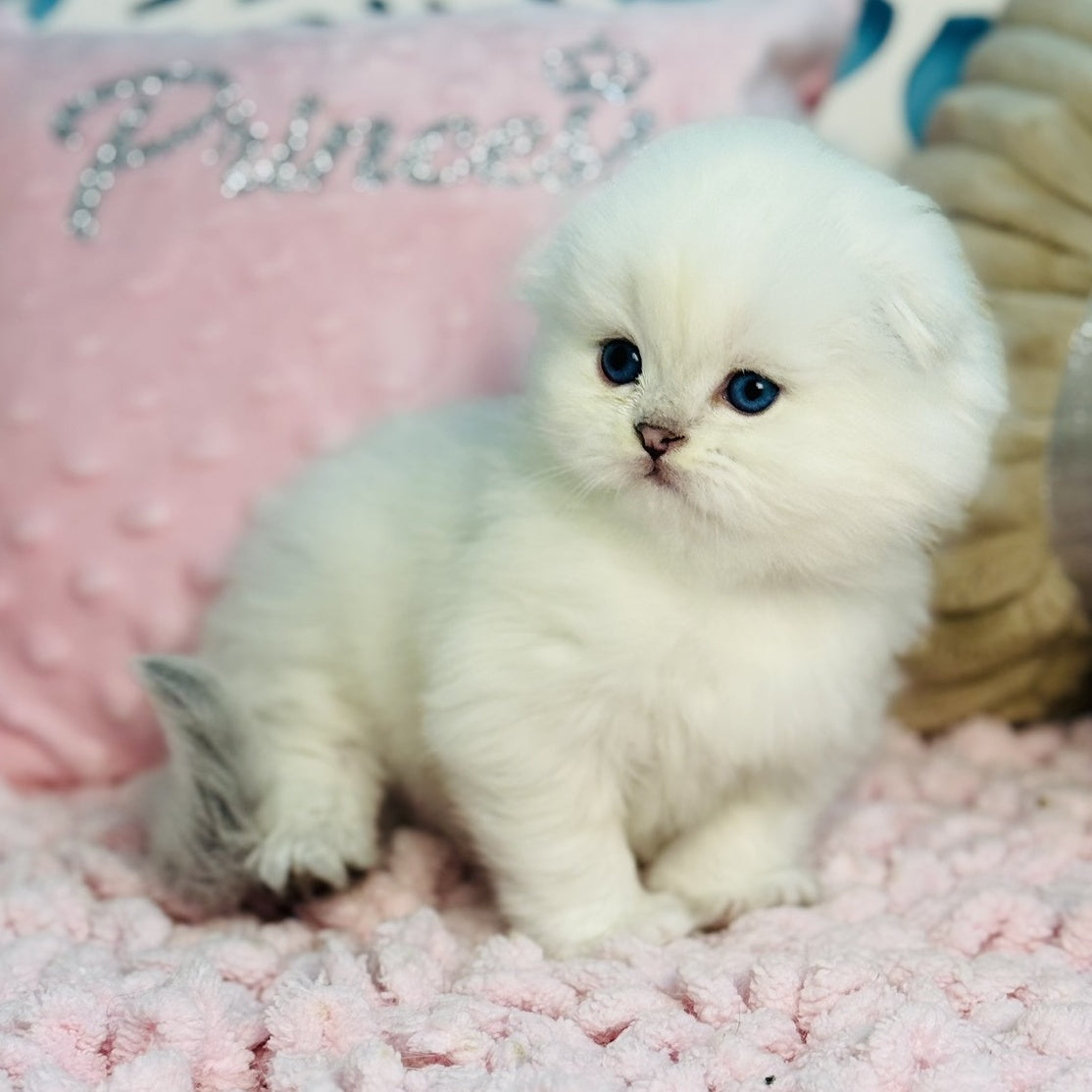 Ice Scottish Fold male, black silver shaded pointed