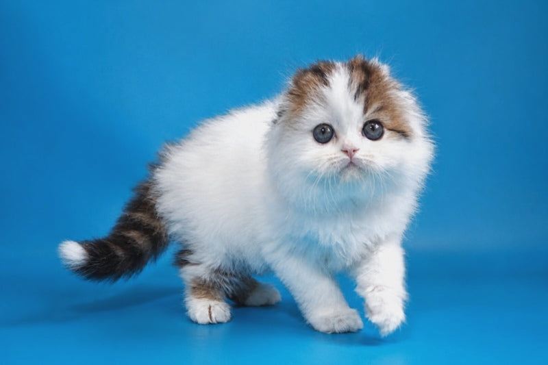 Valencia Scottish Fold female black tabby van - live animals