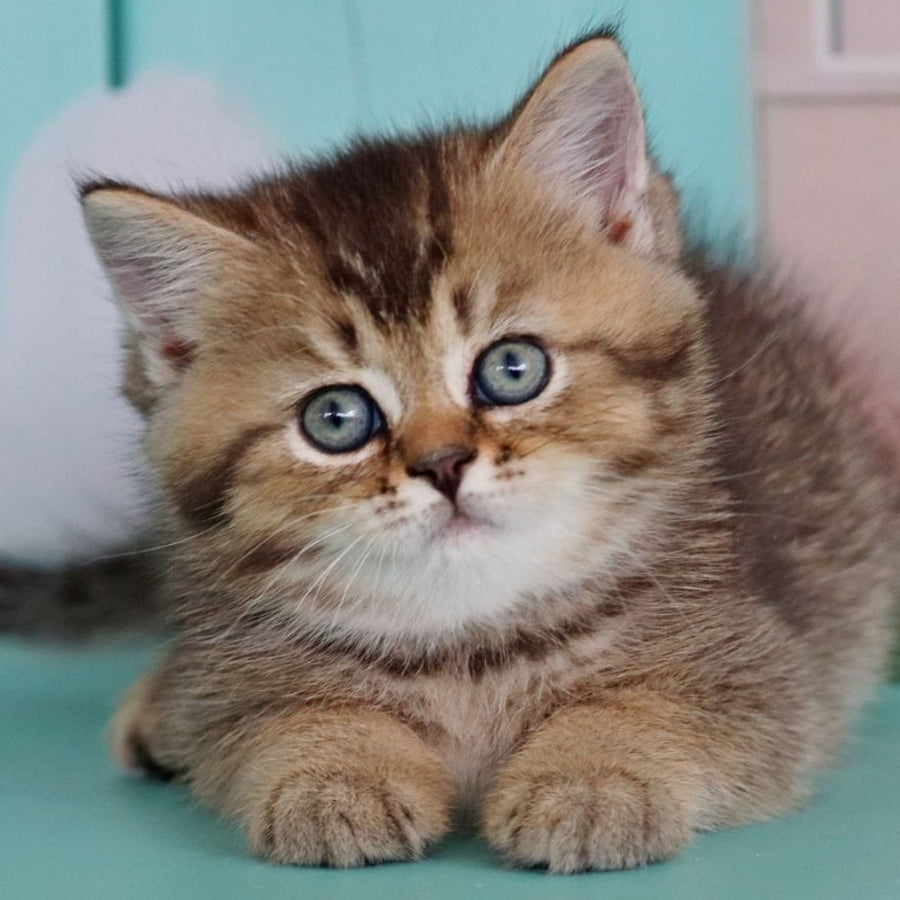 Xander British Shorthair male, black ticked tabby