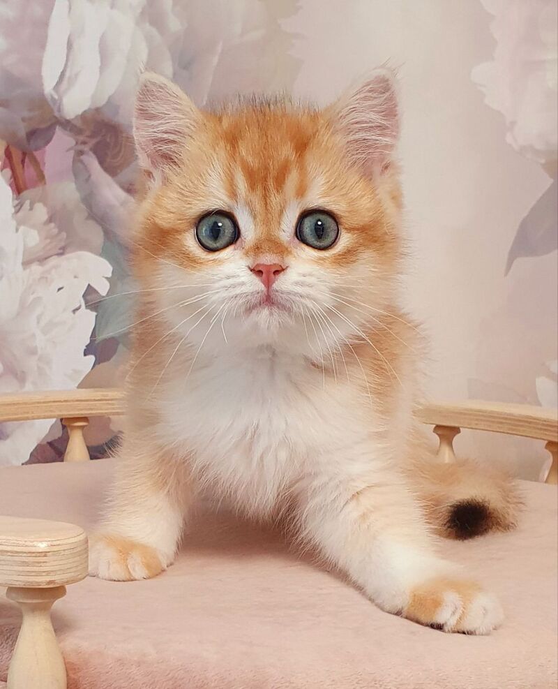 Villi British Shorthair male, black golden chinchilla
