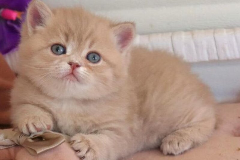 Bella British Shorthair female lilac golden shaded - live animals