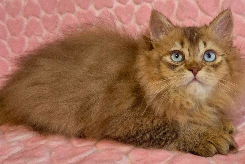 Felix British Longhair male, chocolate golden ticked tabby with white