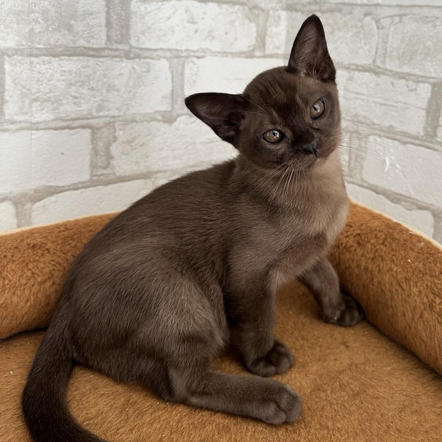 Unity Burmese male, sable