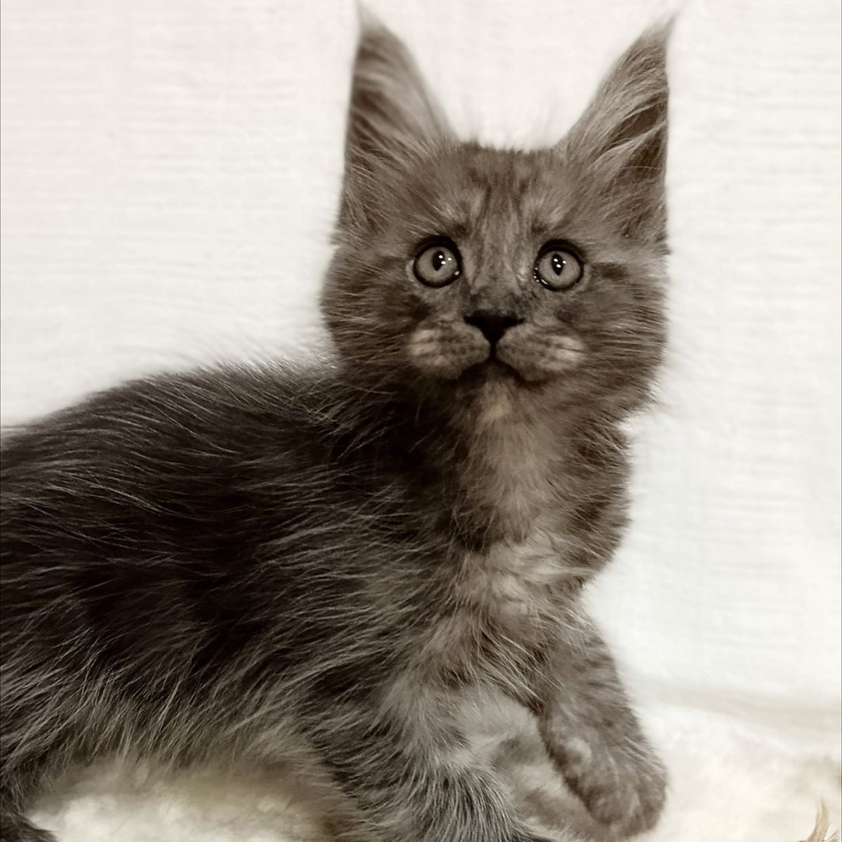 Forensic Maine Coon male, black silver