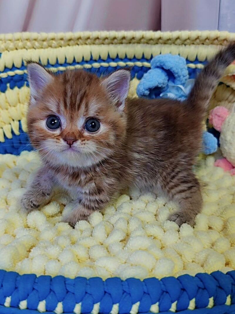 P-J Scottish Straight male, chocolate golden spotted tabby