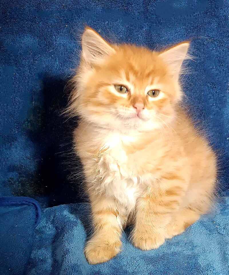 Abbu Siberian male black golden tabby - live animals