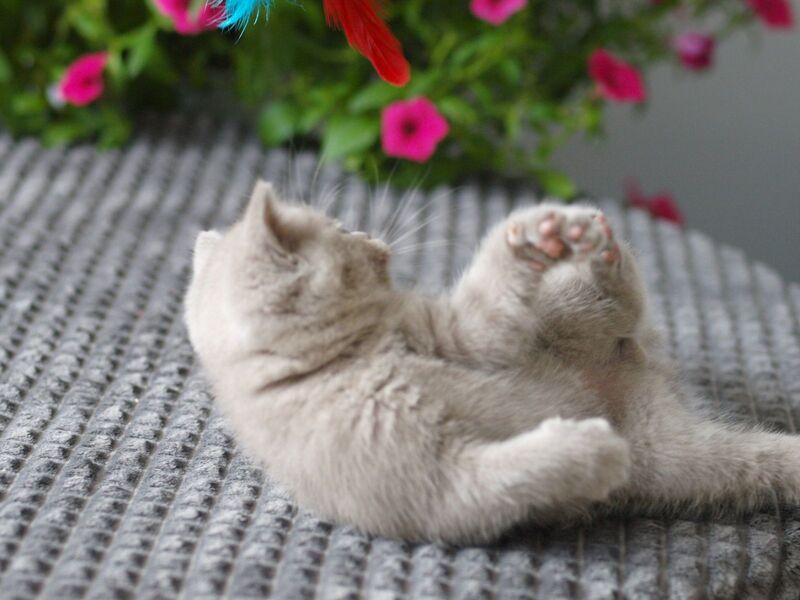 Olex British Shorthair male, lilac