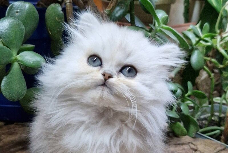 Milentiy British Longhair male black silver shaded live animals