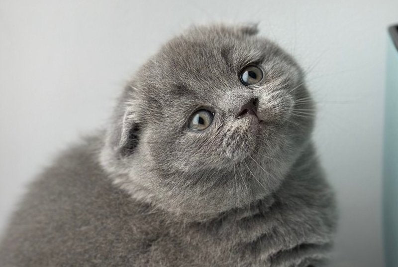 Xenia Scottish Fold female blue live animals