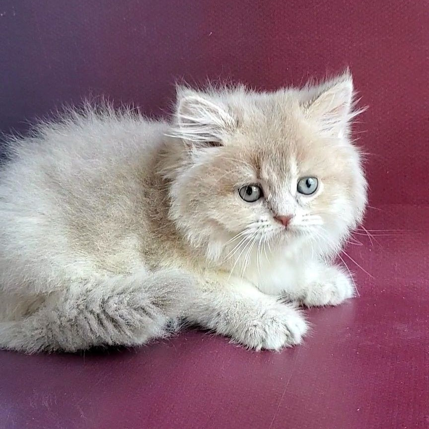 Agata British Longhair female, lilac golden shaded