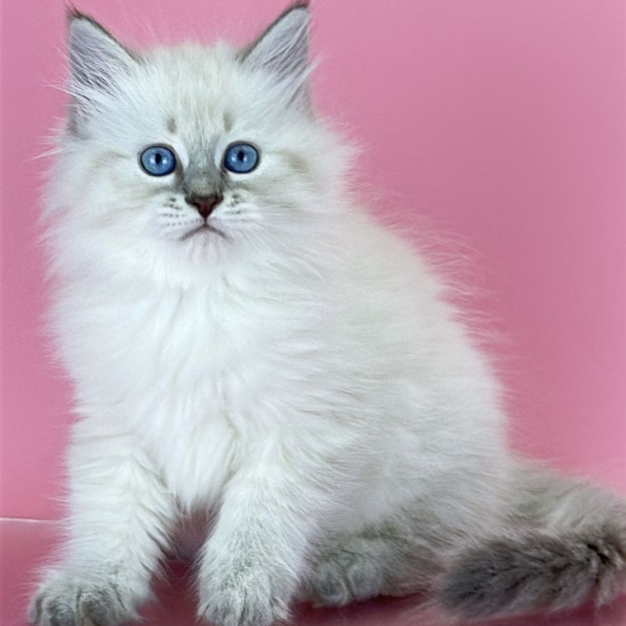 Zenia Siberian female, blue tabby pointed