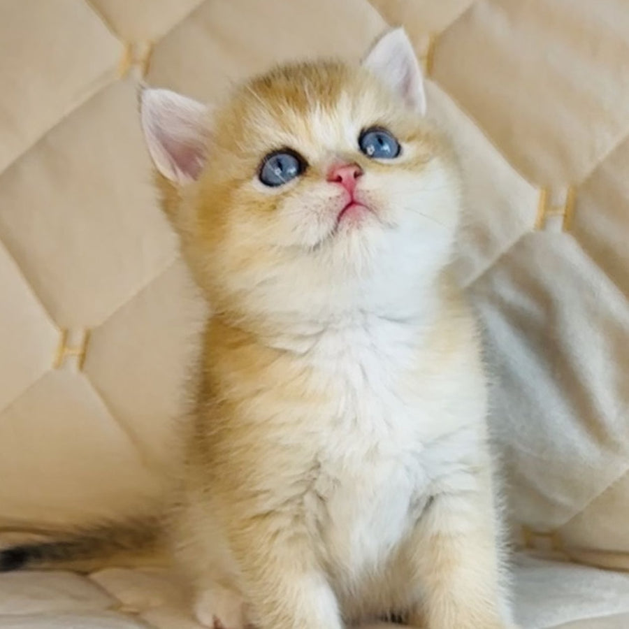 Finik British Shorthair male, black golden shaded with white