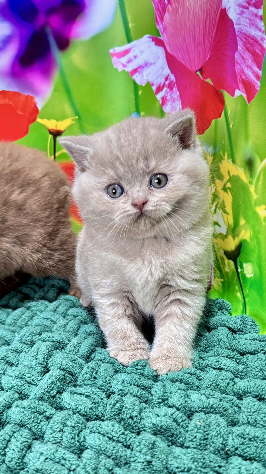 Erika British Shorthair female fawn - live animals