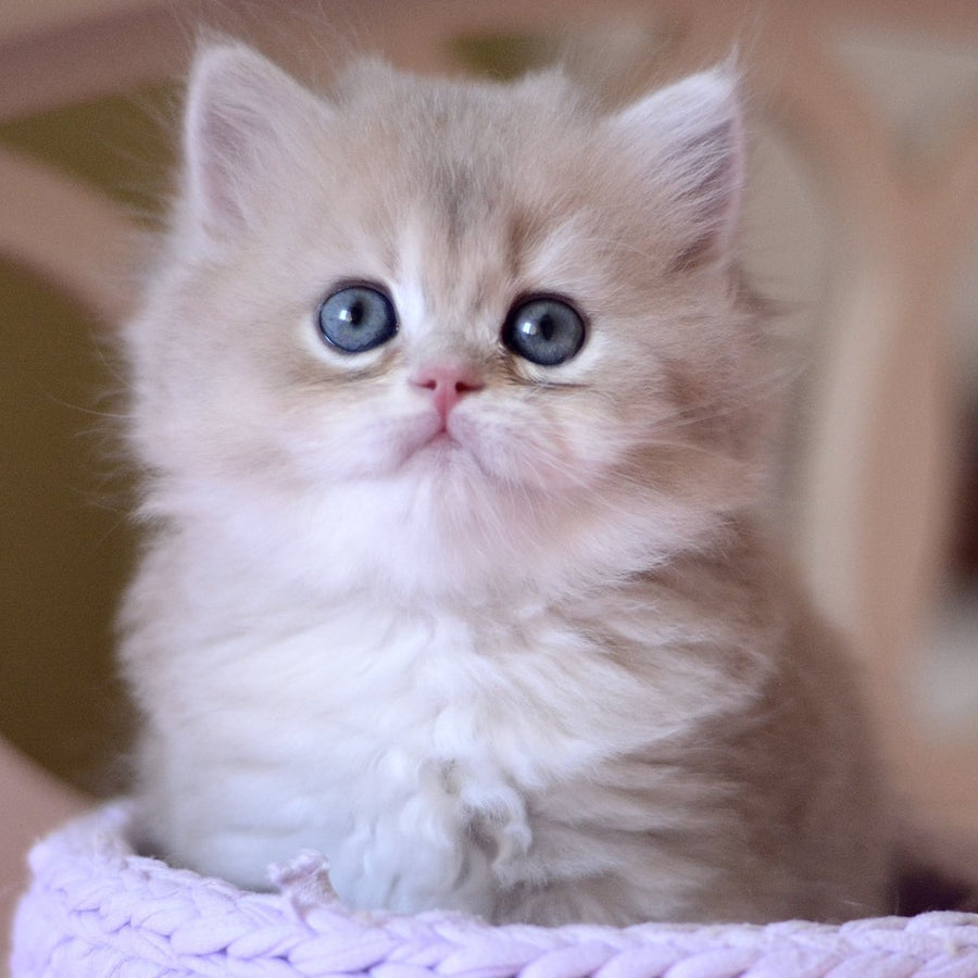 York British Longhair male, blue golden chinchilla