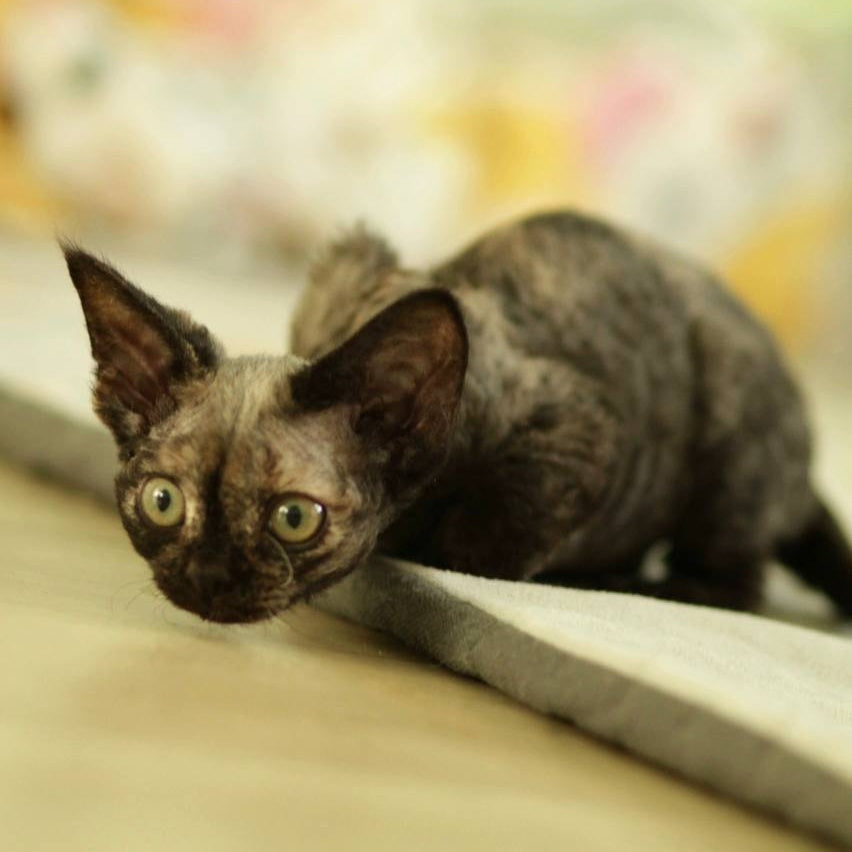 Polly Devon Rex female, black tortie
