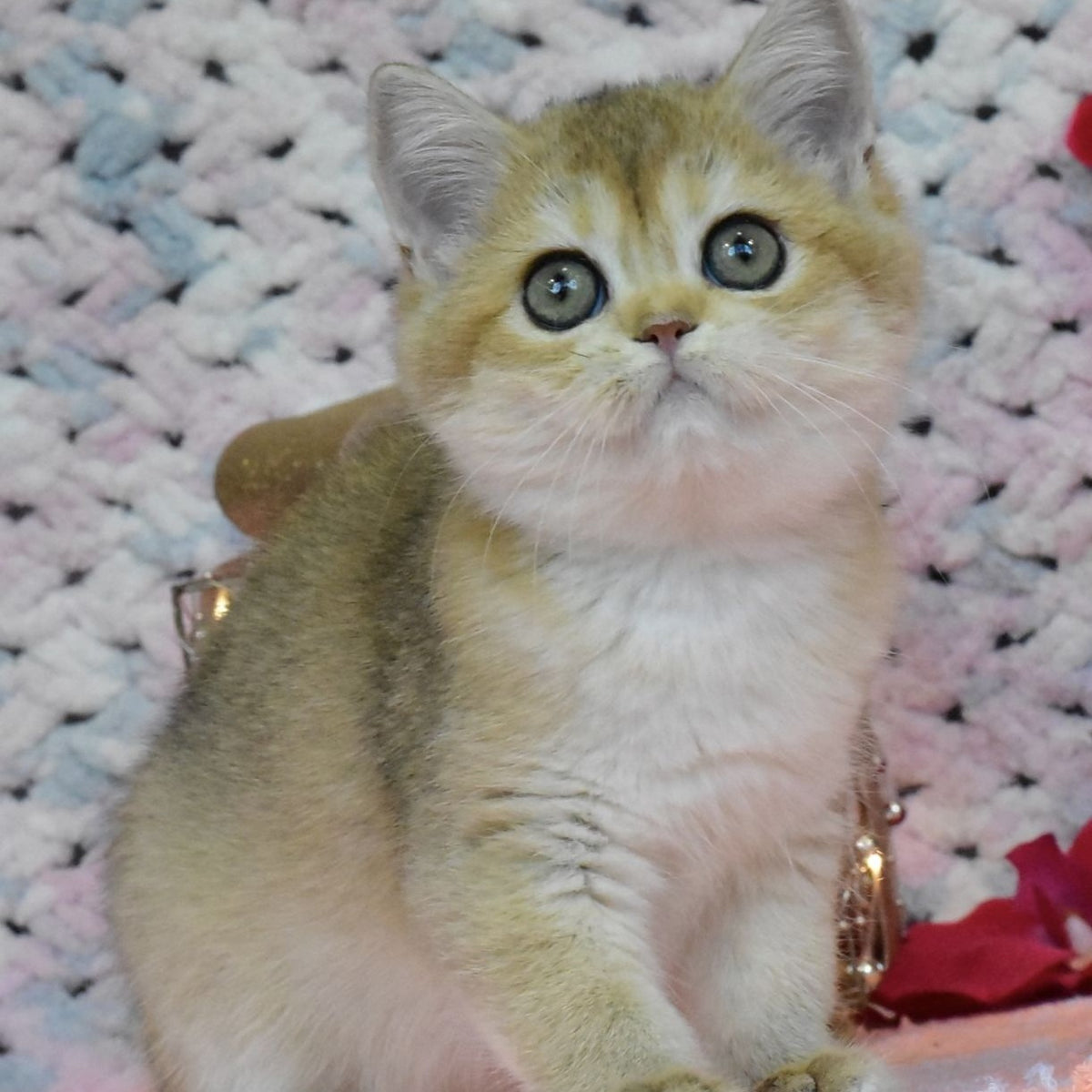 Halsey British Shorthair female, black golden shaded