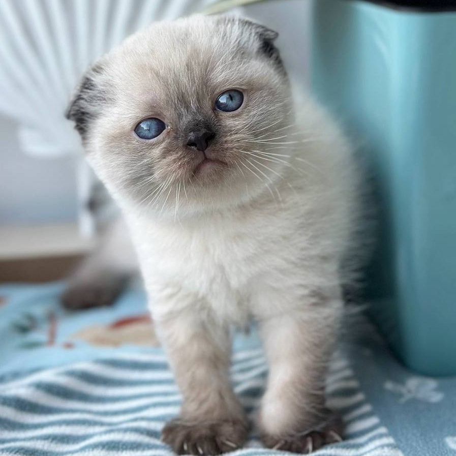 Mira Scottish Fold female, black pointed
