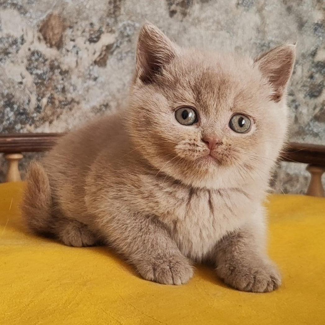 Bounty British Shorthair female, fawn
