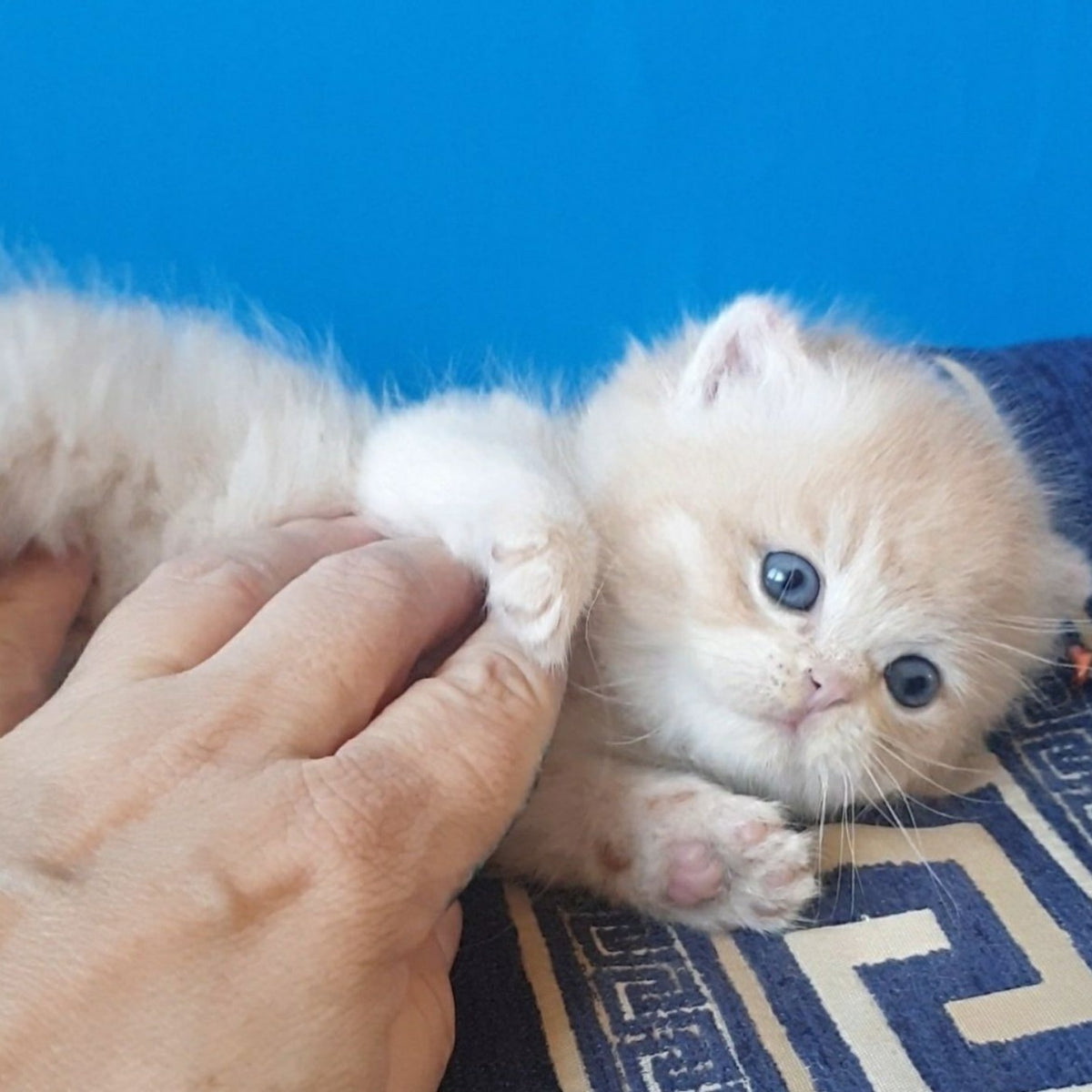 Tom British Shorthair male, lilac golden chinchilla