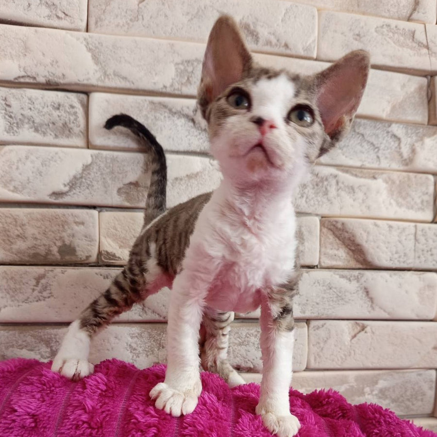 Luna Devon Rex female, black bicolour tabby