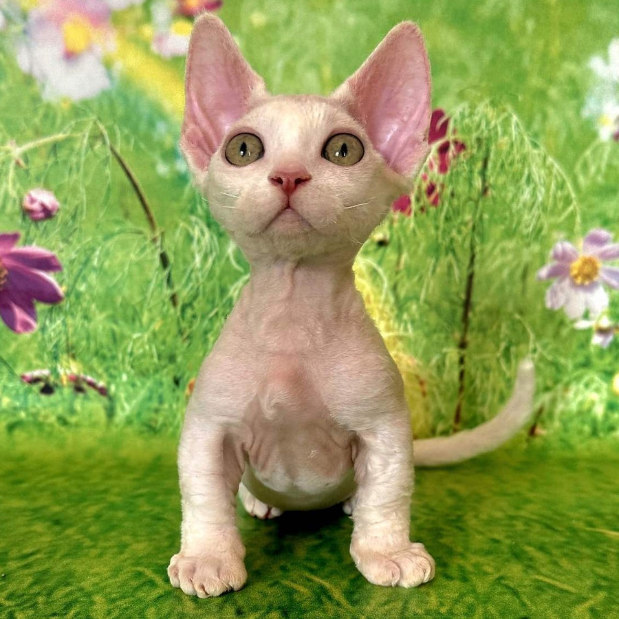 Kruz Devon Rex male, white
