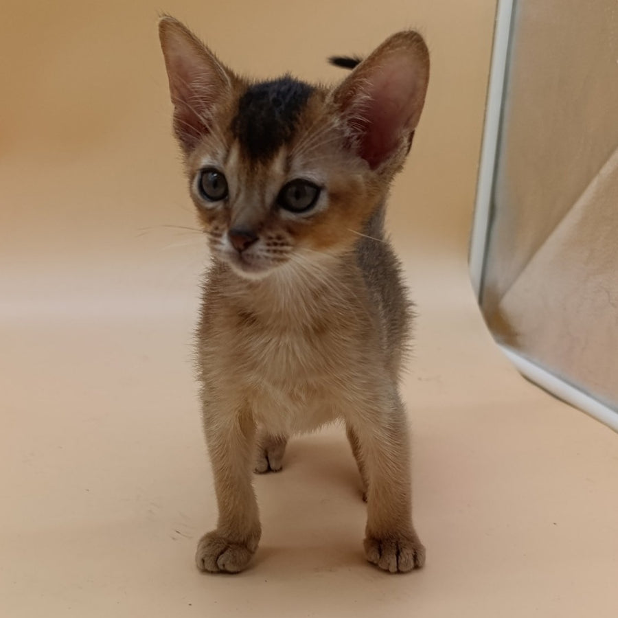 Nelson Abyssinian male, ruddy