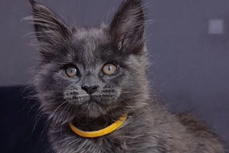 Prince Maine Coon male blue - live animals