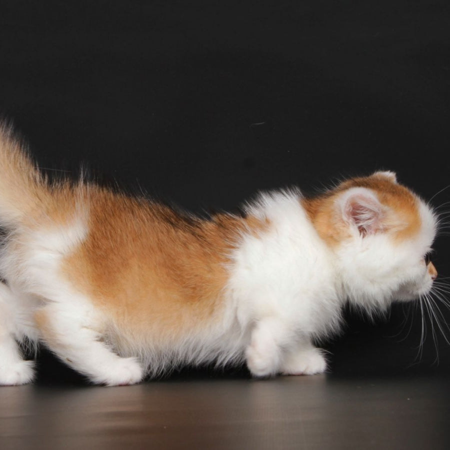 Velcro Munchkin male, black golden shaded bicolour