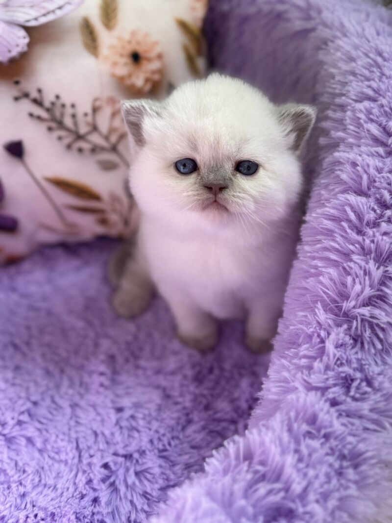 Beauty British Shorthair female fawn pointed - live animals
