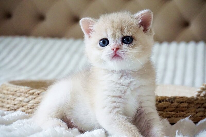 Jeni British Shorthair female, blue golden chinchilla