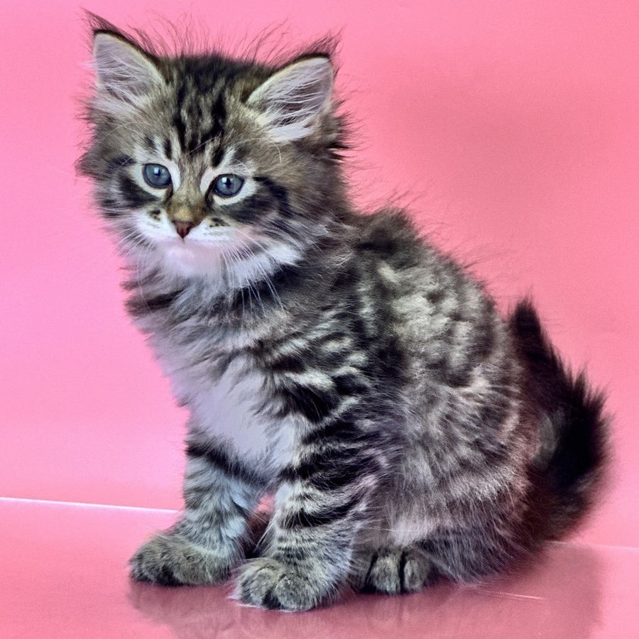 Yaros Siberian male, black tabby