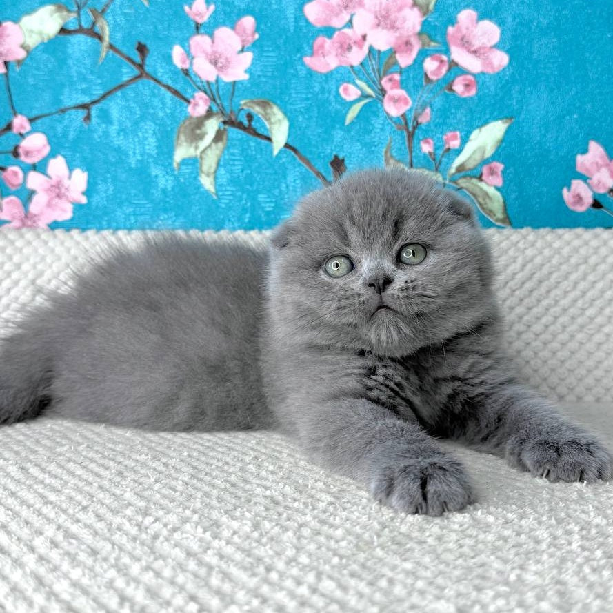 Kevin Scottish Fold male, blue