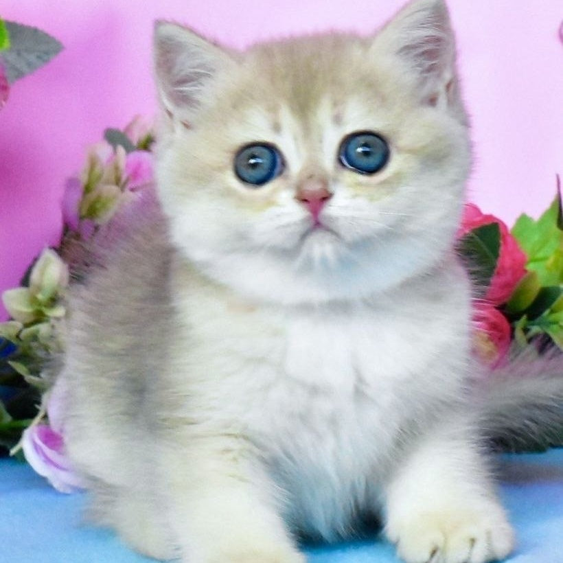 Chloya British Shorthair female, blue golden chinchilla