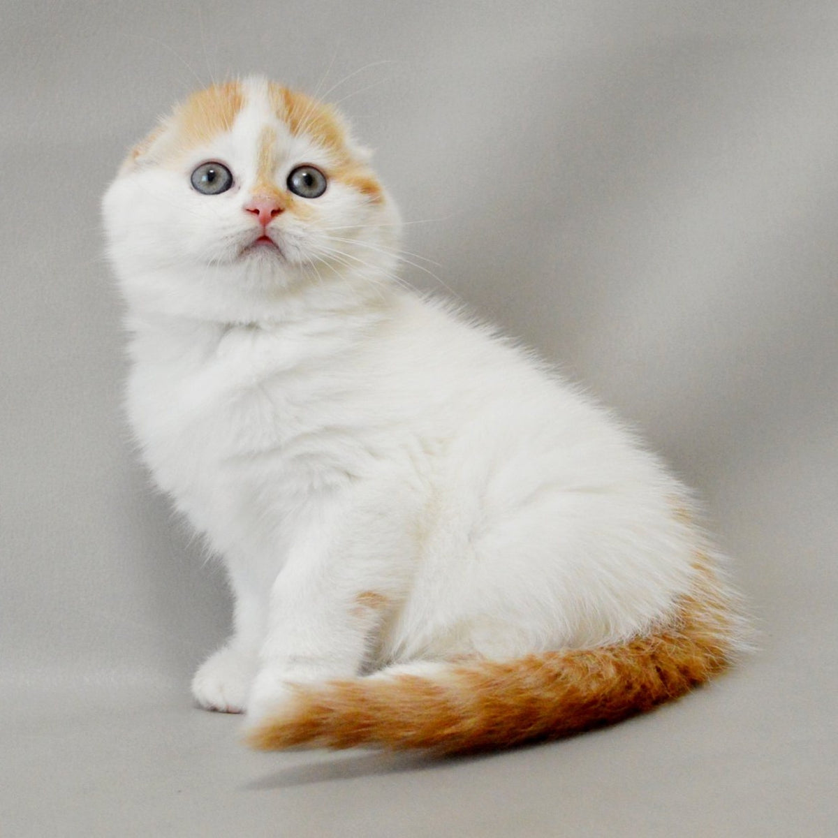 Xanthe Scottish Fold female, red silver tabby van