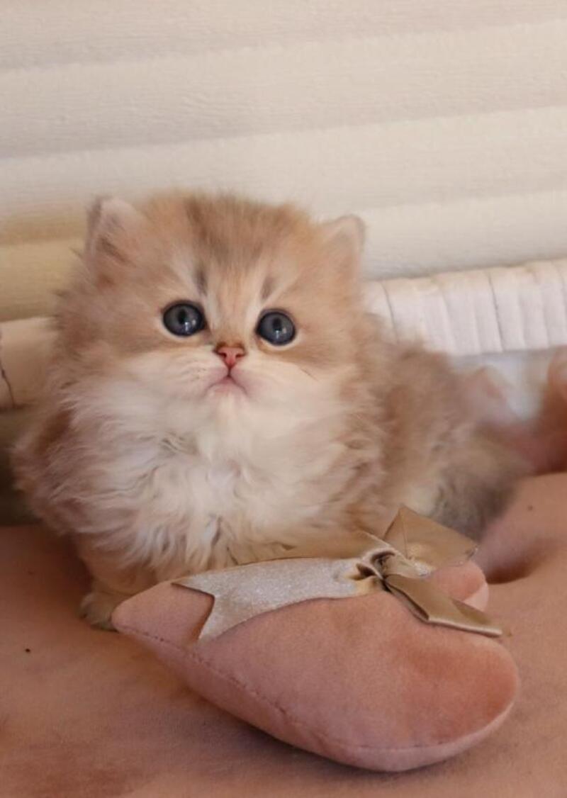 Marchello British Longhair male blue golden shaded - live animals