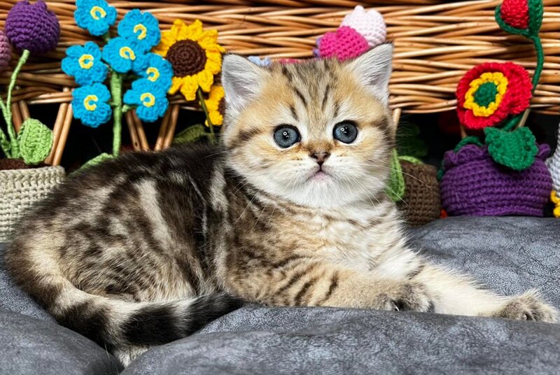 Fiona Scottish Straight female, black golden tabby