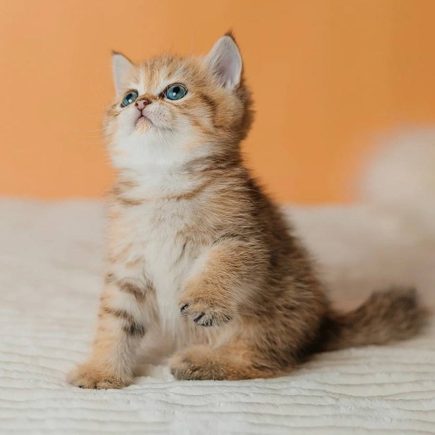 Glroia Scottish Straight female, black golden spotted tabby