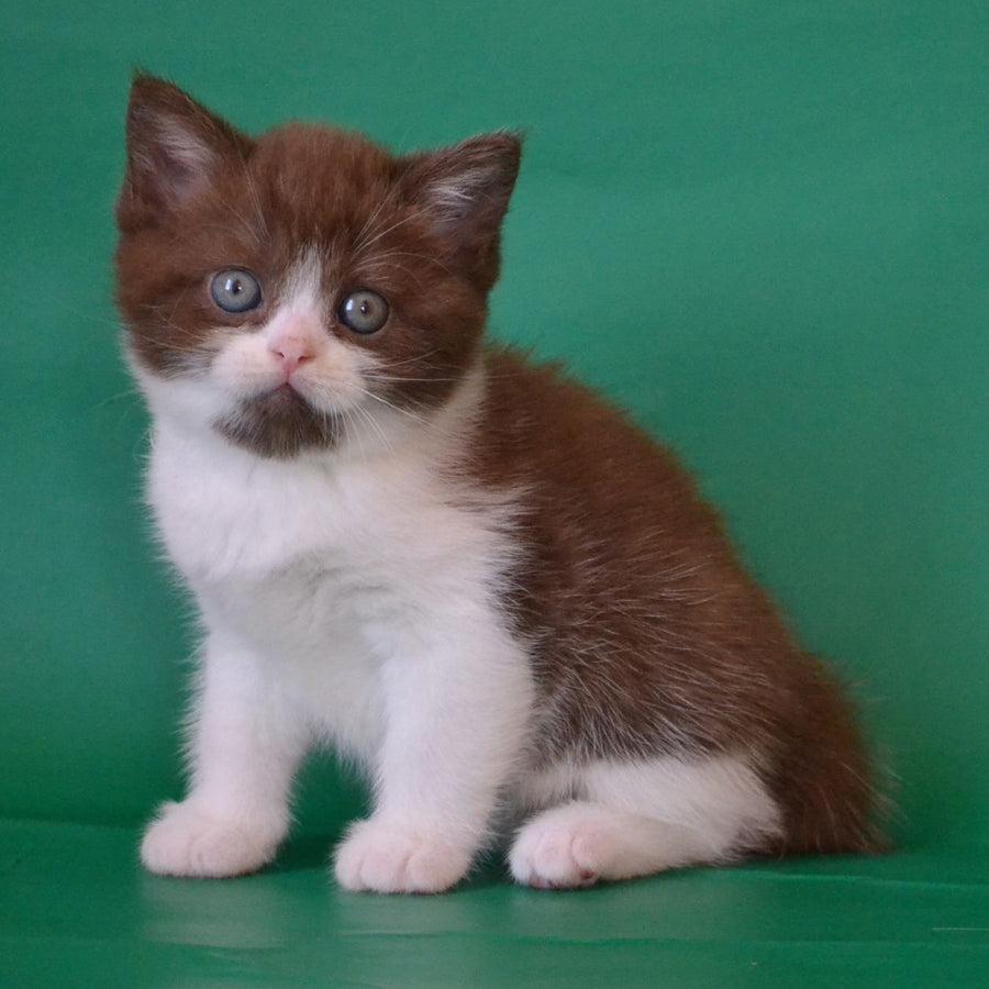 Peter Scottish Straight male, chocolate silver bicolour