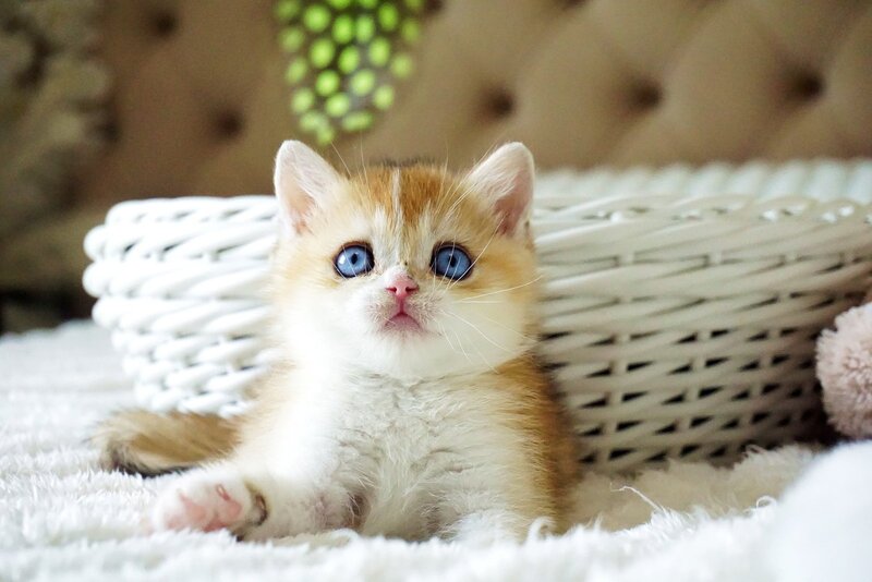 Edwin British Shorthair male, black golden shaded with white